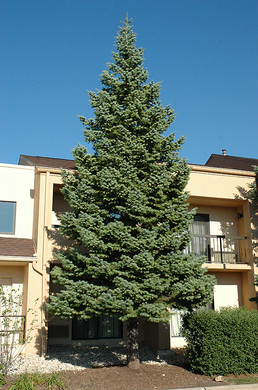 Abies concolor (White Fir)