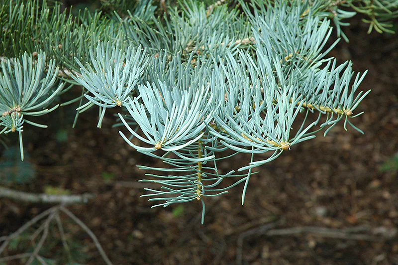 Abies concolor (White Fir) - Image 2