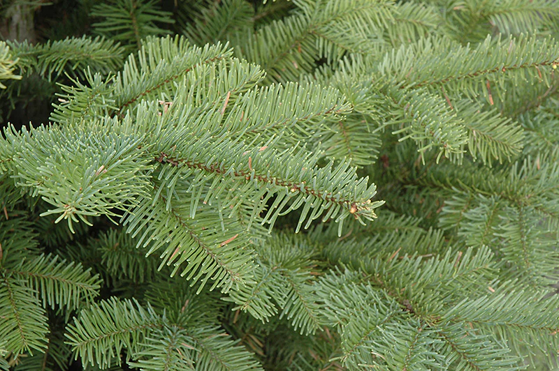 Abies procera (Noble Fir)