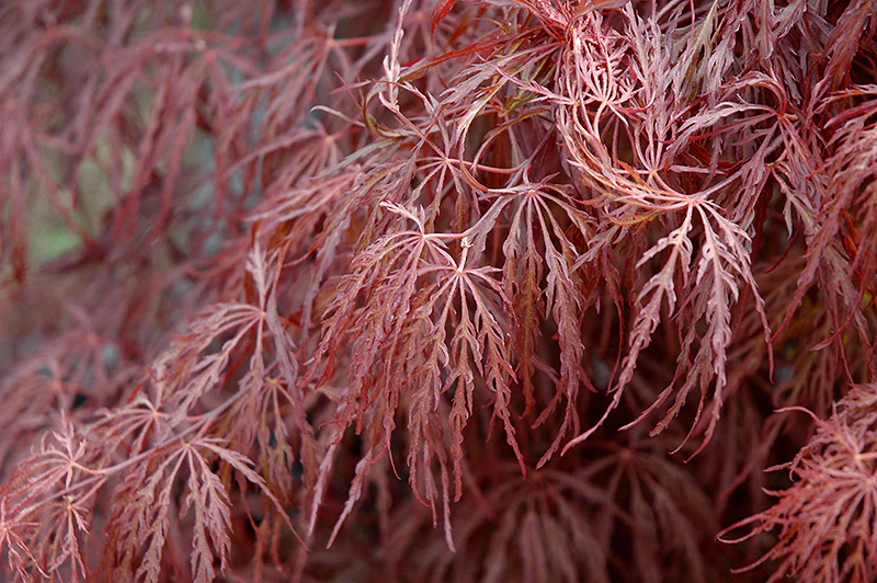 Acer palmatum dissectum 'Crimson Queen' (Weeping Cutleaf Japanese Maple)