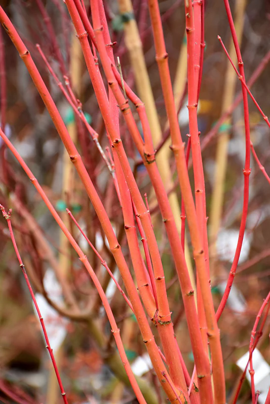 Acer palmatum 'Japanese Sunrise' (Japanese Maple)