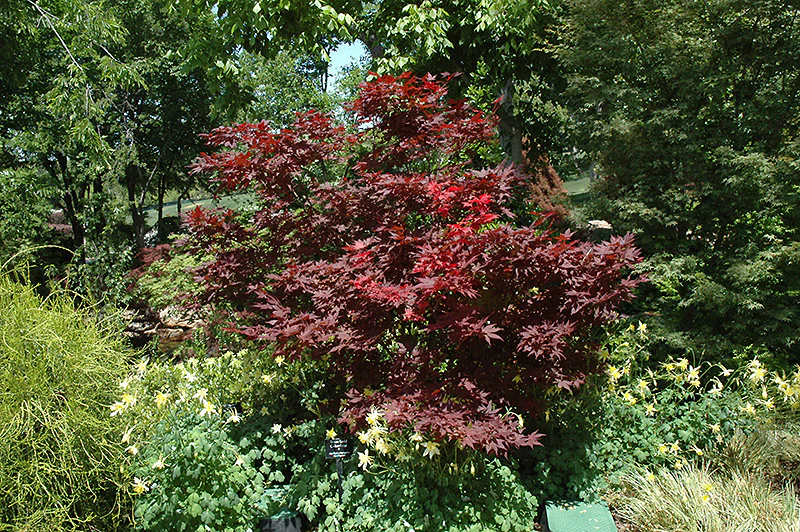 Acer palmatum 'Okagami' (Japanese Maple) - Image 2