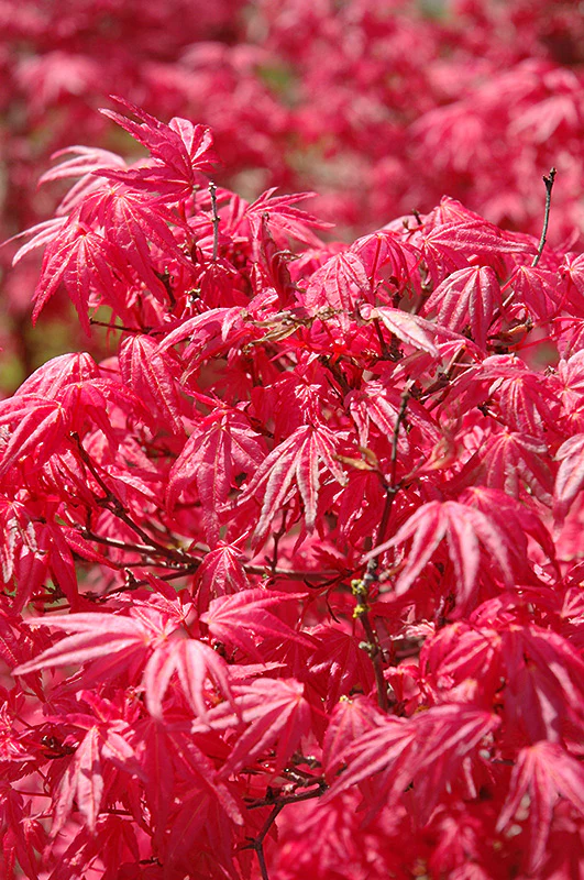 Acer palmatum 'Shindeshojo' (Japanese Maple) - Image 3
