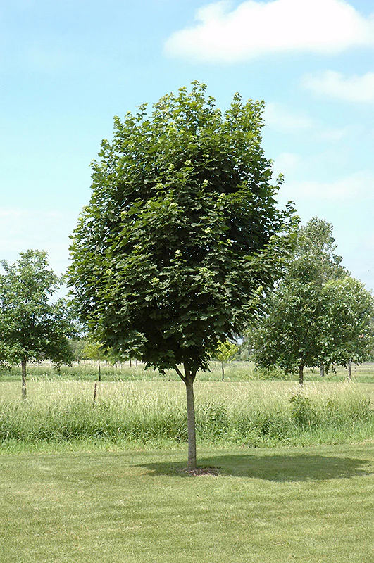 Acer platanoides 'Ezestre' (Easy Street Norway Maple)