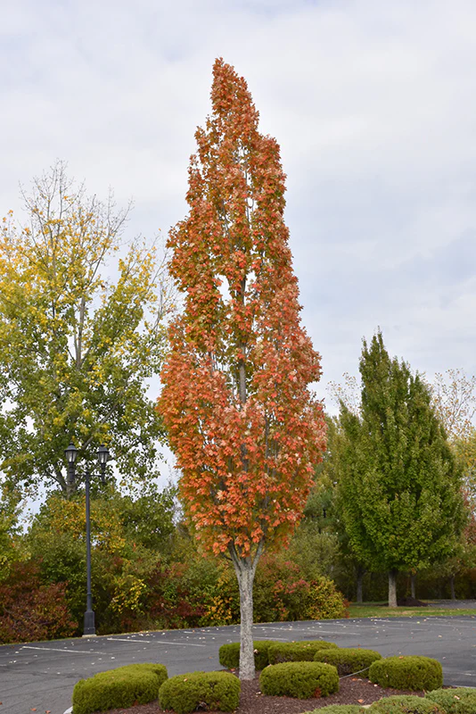 Acer x freemanii 'Armstrong' (Armstrong Maple) - Image 3