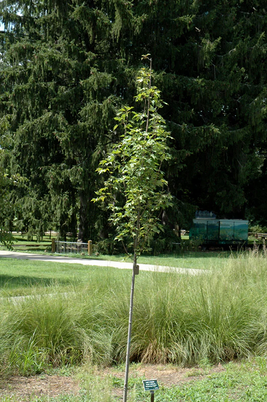 Acer rubrum 'Armstrong Gold' / 'JFS-KW78' (Red Maple)