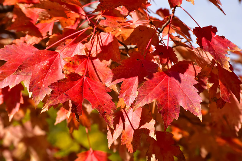 Acer rubrum 'Sun Valley' (Red Maple) - Image 3