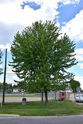 Acer saccharinum (Silver Maple)