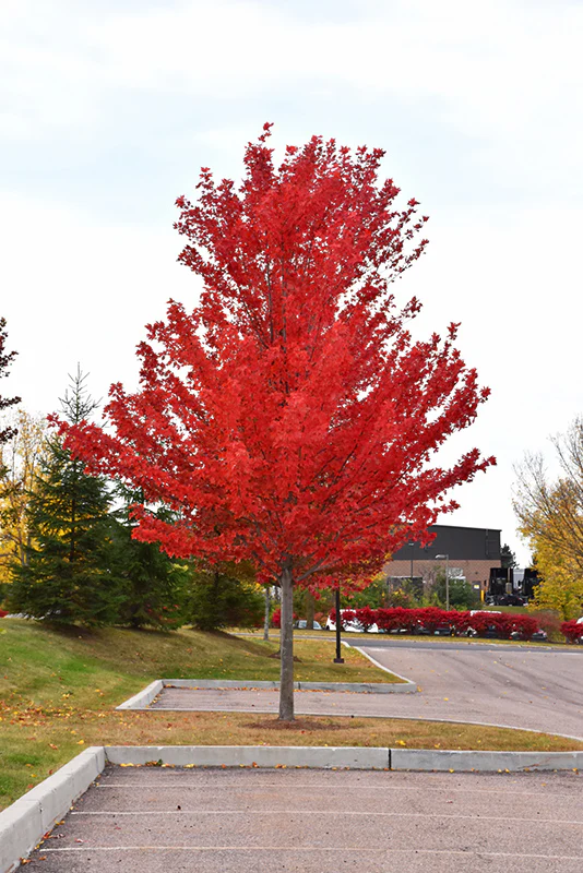 Acer x freemanii 'Scarlet Sentinel' (Scarlet Sentinel Maple)