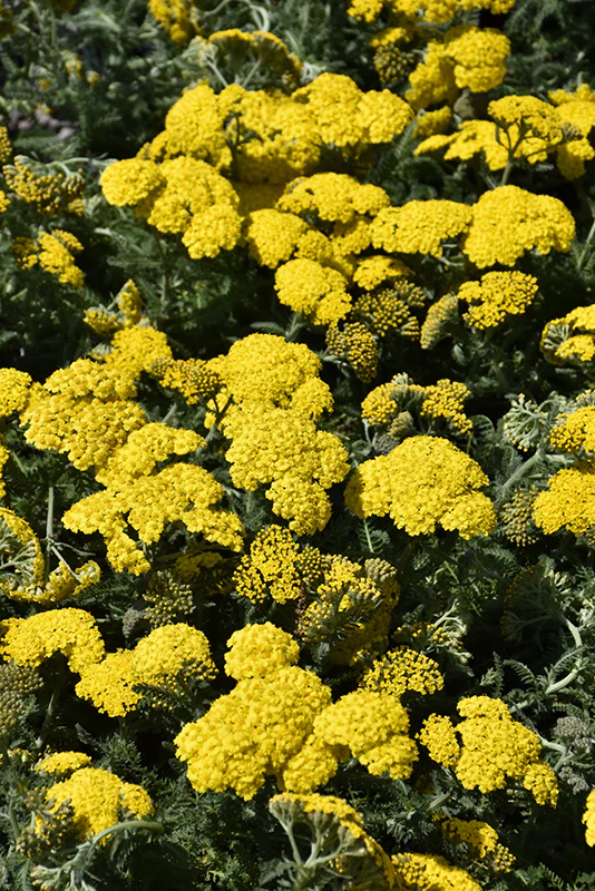 Achillea millefolium 'Little Moonshine' ('ACBZ0002' Yarrow) - Image 2