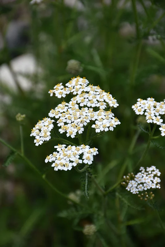 Achillea millefolium (Common Yarrow)