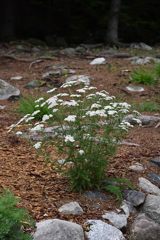 Achillea millefolium (Common Yarrow) - Image 2