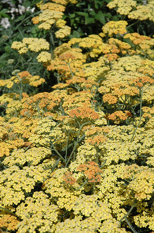 Achillea 'Terra Cotta' (Yarrow)