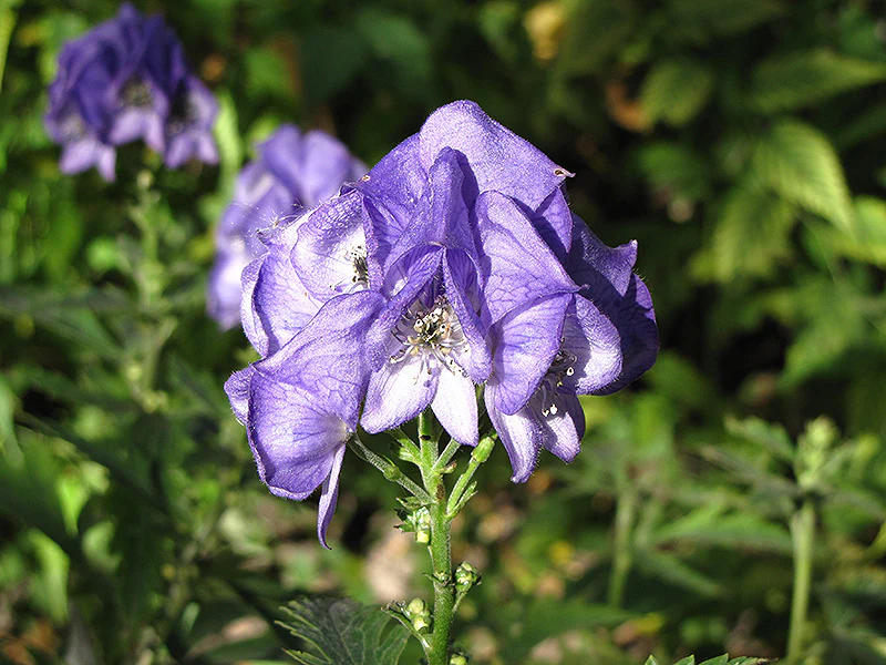 Aconitum carmichaelii 'Arendsii' (Autumn Monkshood)