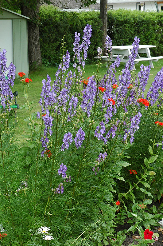 Aconitum napellus (Common Monkshood) - Image 2