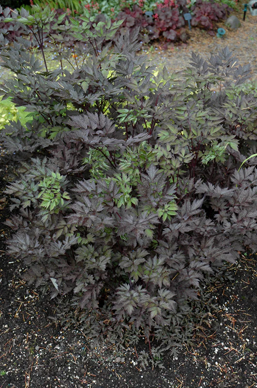 Actaea simplex 'Black Negligee' (Bugbane) - Image 2