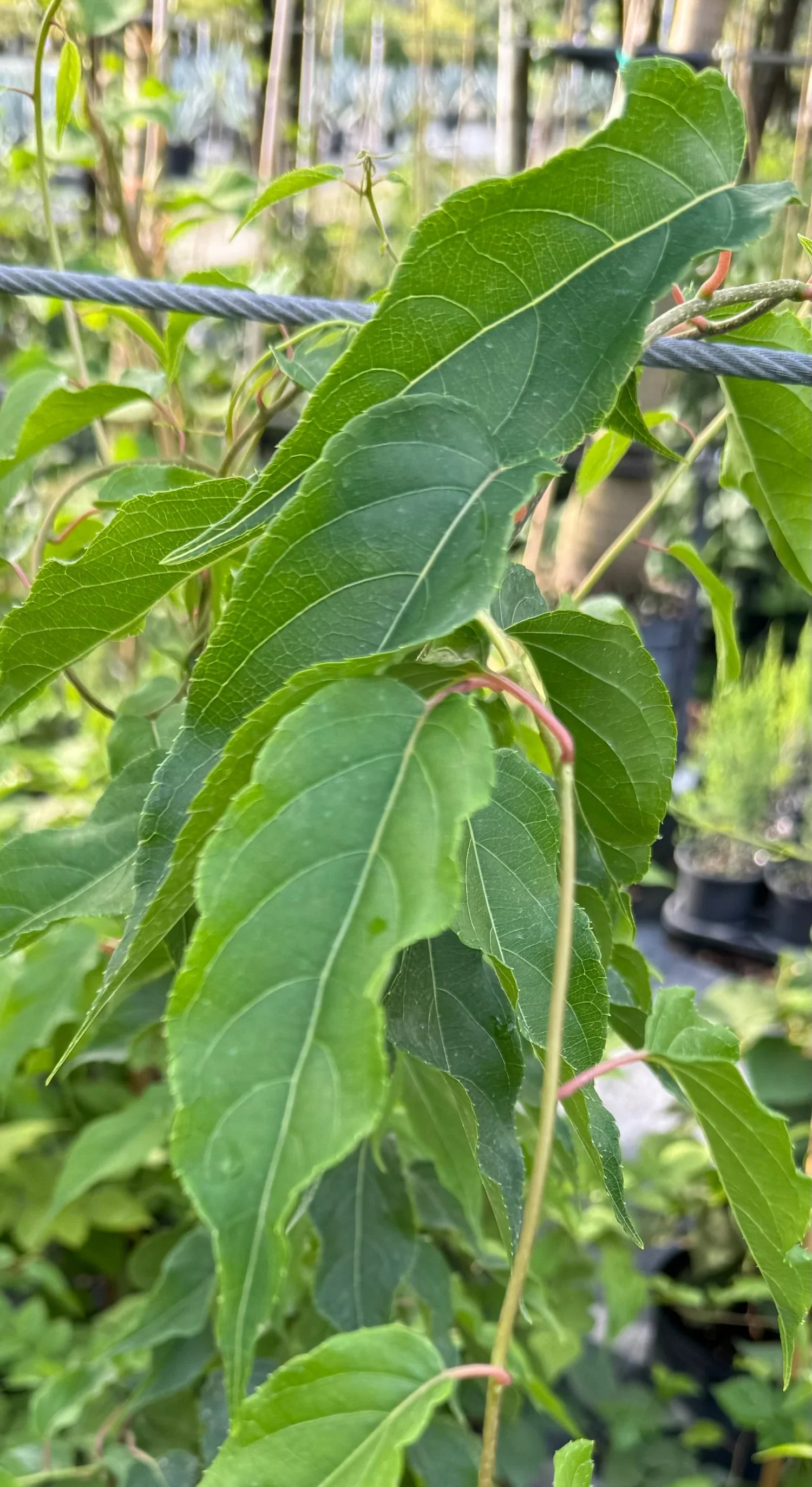 Actinidia chinensis 'Tomuri' (Kiwi)