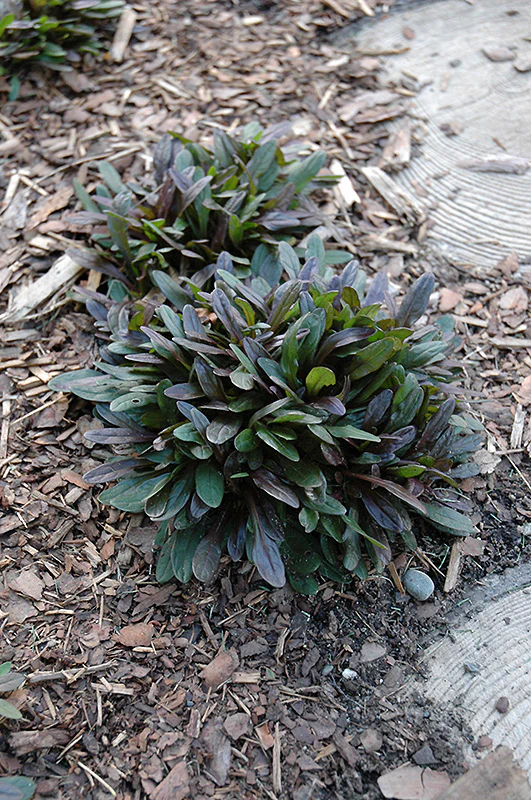 Ajuga reptans 'Chocolate Chip' (Bugleweed) - Image 2