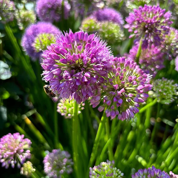 Allium hollandicum 'Little Sapphire'