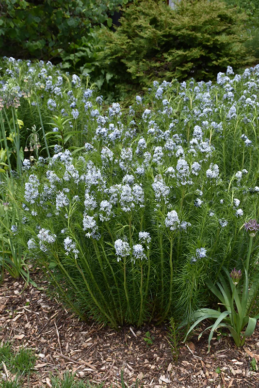 Amsonia hubrichtii (Narrow-Leaf Blue Star)
