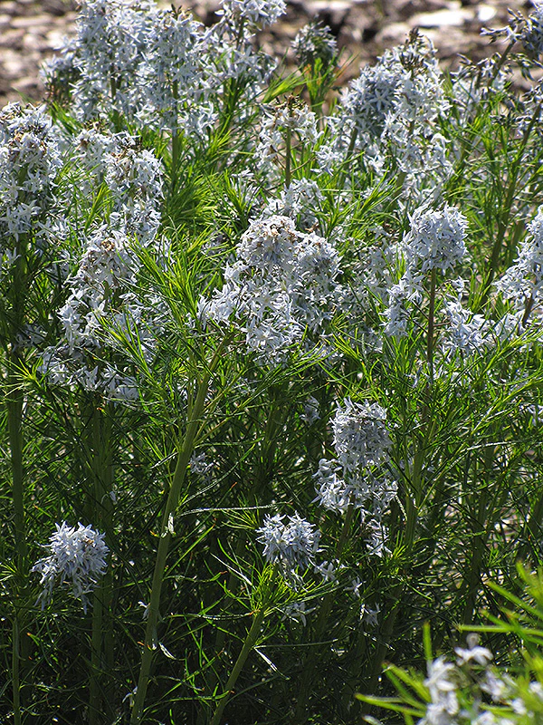 Amsonia hubrichtii (Narrow-Leaf Blue Star) - Image 2