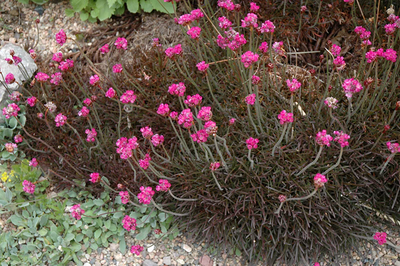 Armeria maritima 'Rubrifolia' (Red-leaved Sea Thrift) - Image 2