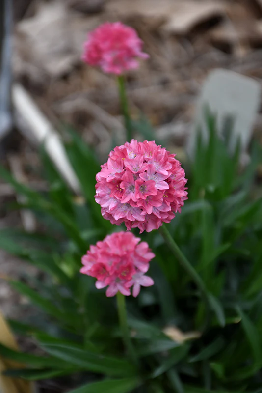 Armeria pseudoarmeria 'Dreameria Dreamland'