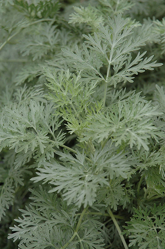 Artemisia arborescens 'Powis Castle' (Wormwood) - Image 2