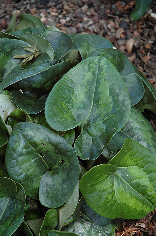 Asarum maximum 'Ling Ling' (Ling Ling Panda Face Ginger)