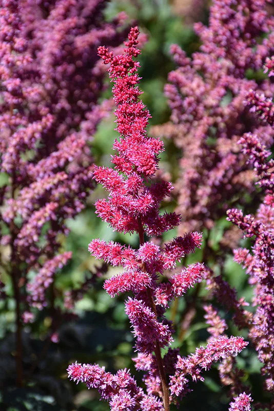 Astilbe chinensis 'Visions Volcano' (False Goatsbeard / False Spiraea)