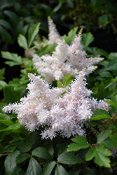 Astilbe Short N Sweet 'Sugarberry' (False Goatsbeard / False Spiraea)