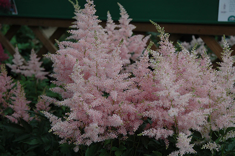 Astilbe x Younique 'Silvery Pink' / 'Verssilverypink' (False Goatsbeard / False Spiraea)