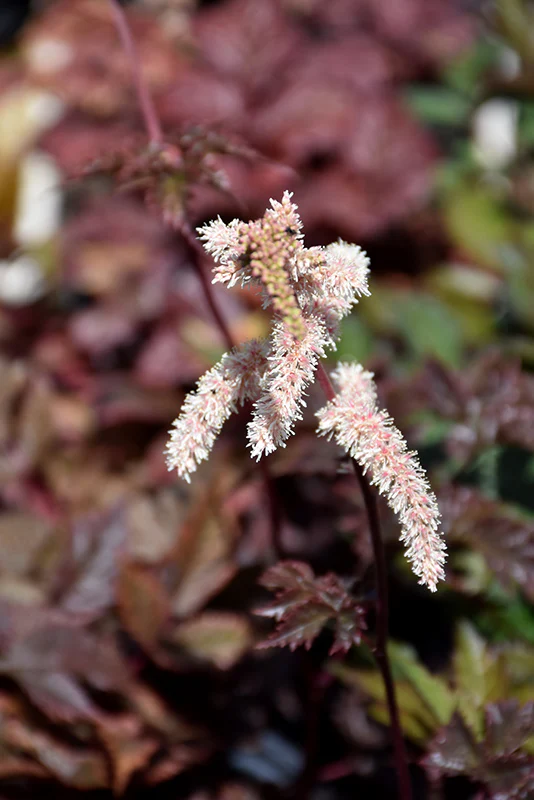 Astilbe x arendsii 'Chocolate Shogun' (False Goatsbeard / False Spiraea)