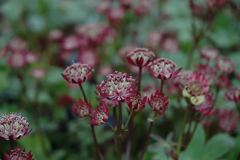 Astrantia major 'Ruby Wedding' (Masterwort)
