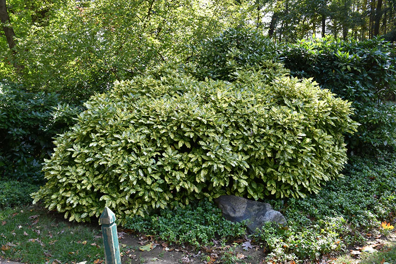 Aucuba japonica 'Crotonifolia' (Japanese Laurel) - Image 3