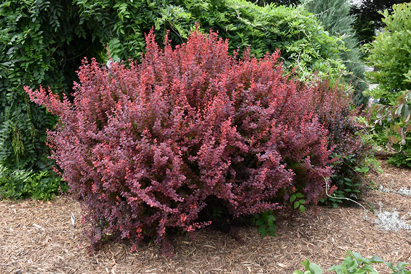 Berberis thunbergii 'Bailone' / 'Ruby Carousel' (Barberry)