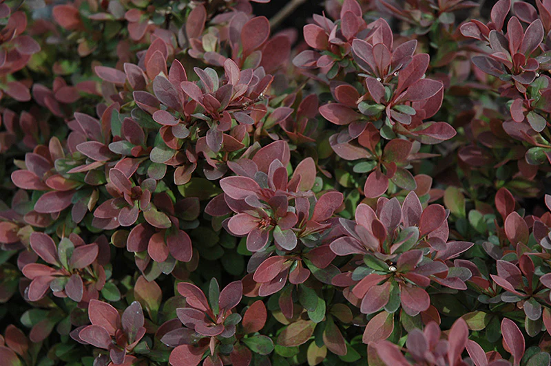 Berberis thunbergii 'Gentry' / 'Royal Burgundy' (Barberry)