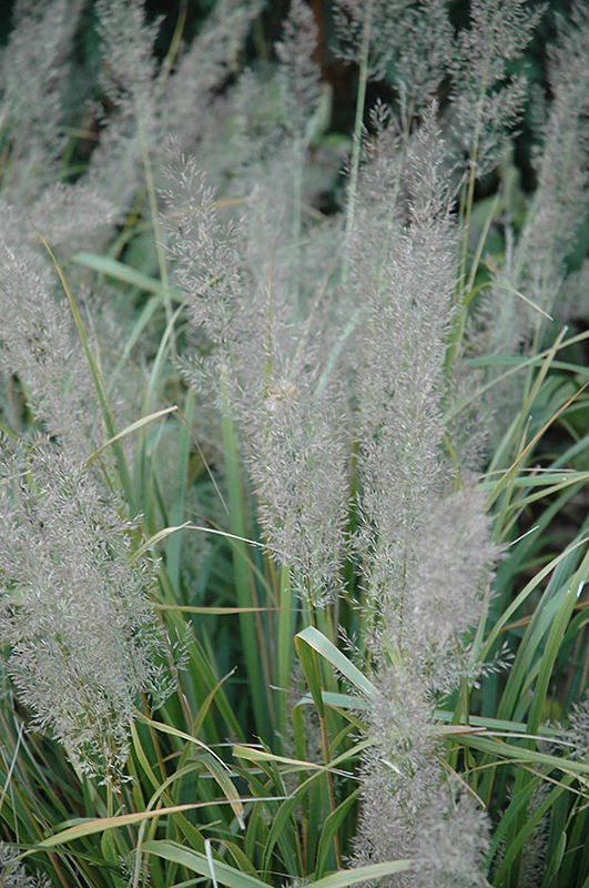 Calamagrostis brachytricha 'Caspian' (Korean Feather Reed Grass)