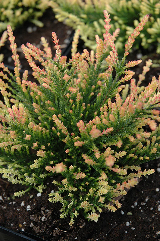 Calluna vulgaris 'Flamingo' (Heather)