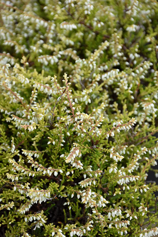 Calluna vulgaris 'Kinlochruel' (Heather)
