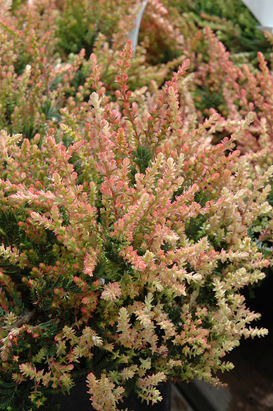 Calluna vulgaris 'Spring Torch' (Heather)