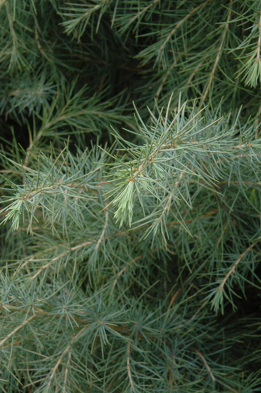 Cedrus deodara (Deodar Cedar) - Image 2