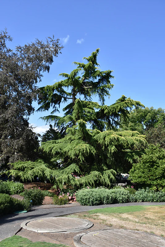 Cedrus deodara (Deodar Cedar) - Image 3