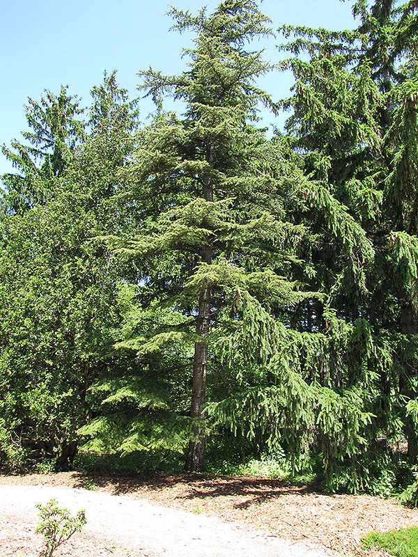 Cedrus libani (Cedar of Lebanon)