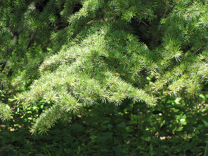 Cedrus libani (Cedar of Lebanon) - Image 2