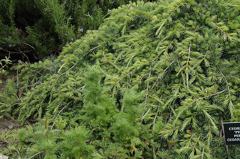 Cedrus libani 'Pendula' (Weeping Cedar of Lebanon) - Image 2