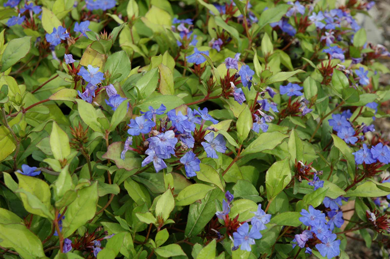 Ceratostigma plumbaginoides (Plumbago / Leadwort)
