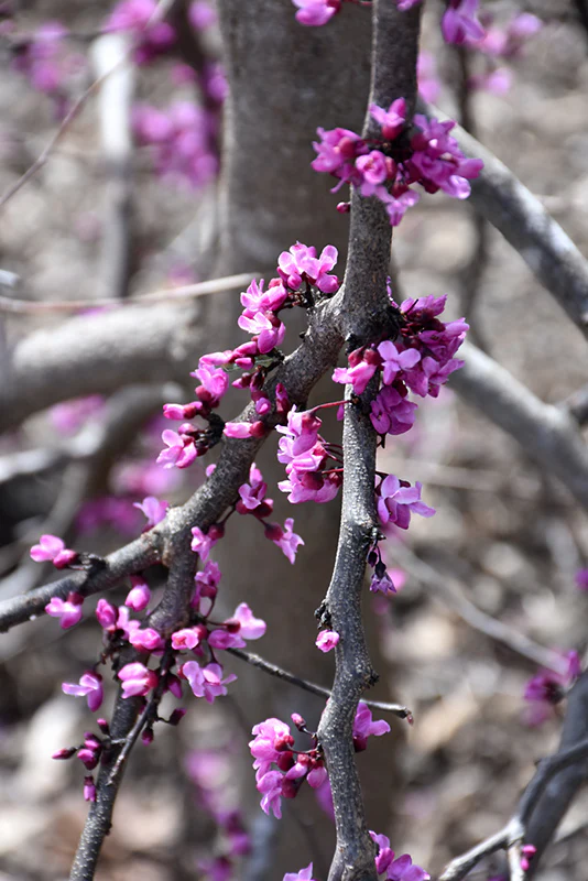 Cercis canadensis 'Ruby Falls' (Redbud) - Image 2