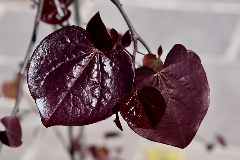 Cercis canadensis 'Ruby Falls' (Redbud) - Image 3