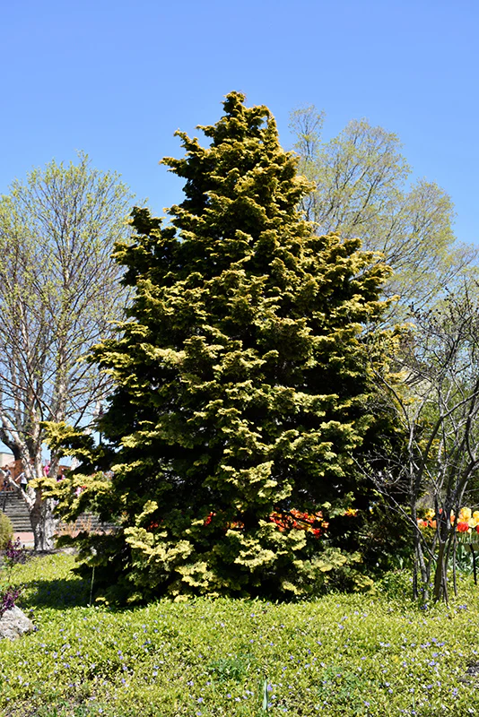 Chamaecyparis obtusa 'Confucius' (Hinoki Falsecypress)